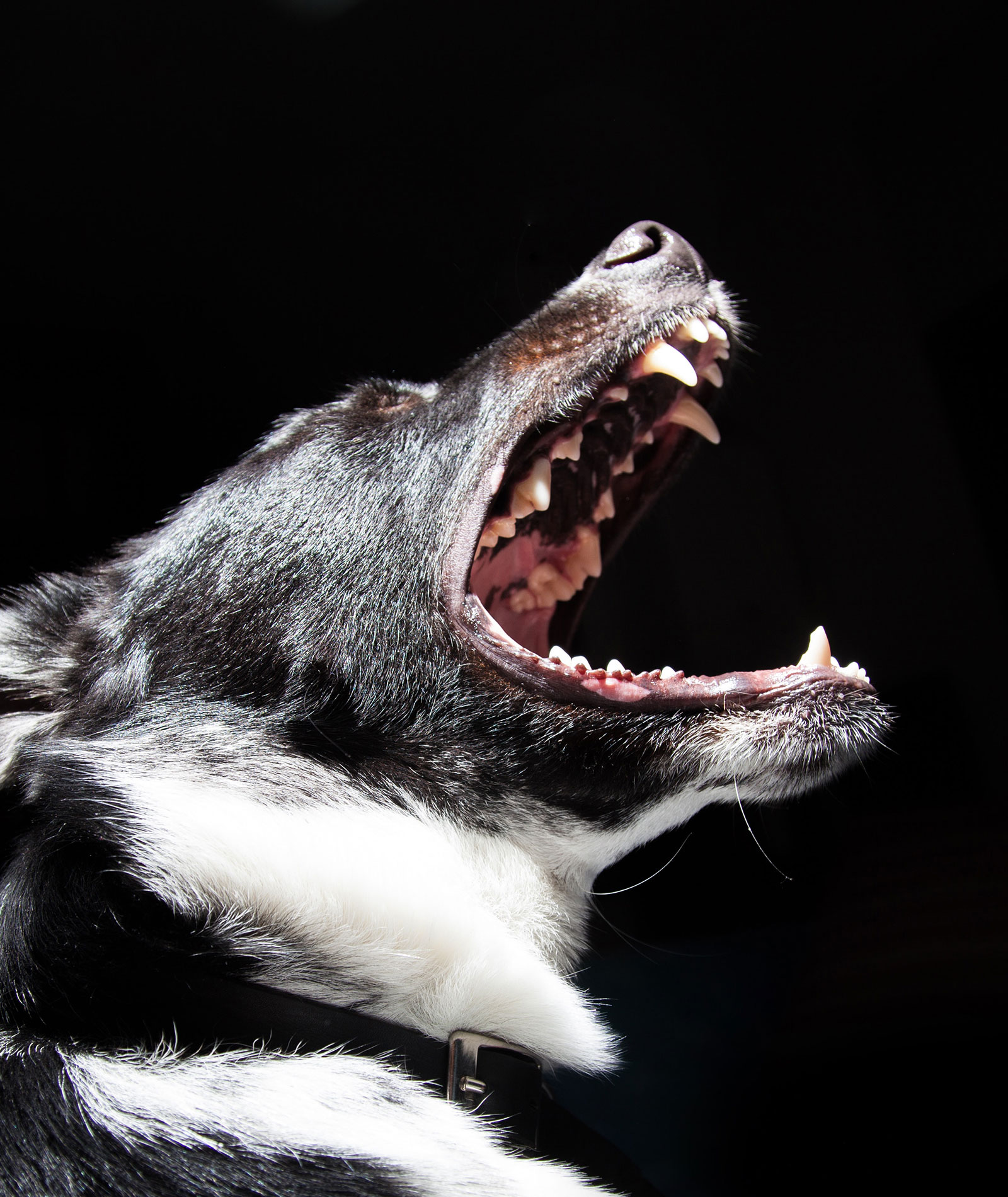 animal bark black wallpaper 2238